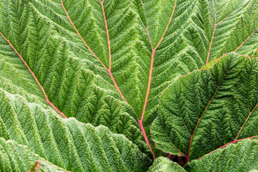 10 GUNNERA INSIGNIS Giant Rhubarb (Leaves up to 6' Wide, Red Flower Spikes to 3') Dinosaur Plant Seeds